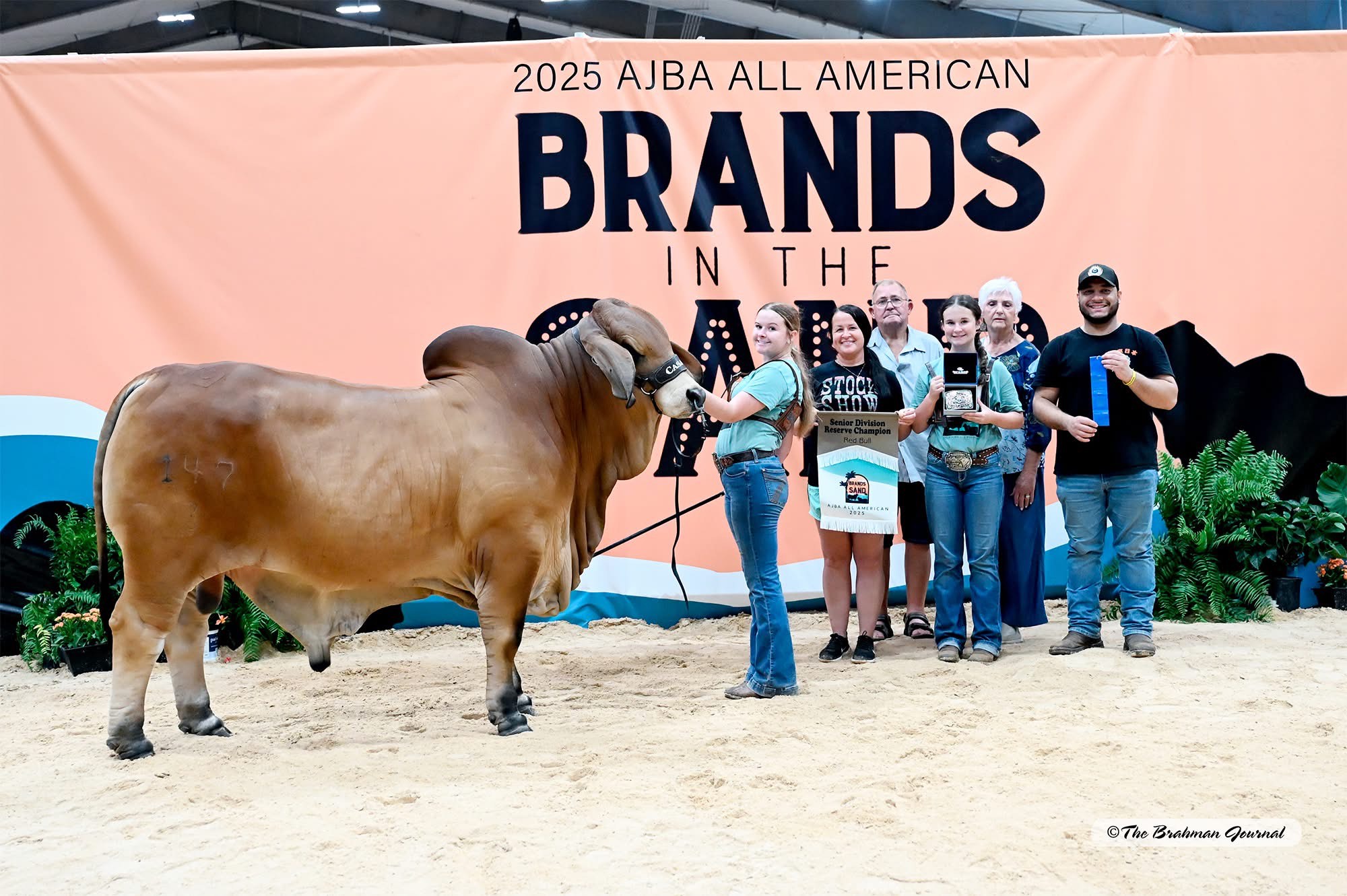 MR CASARAY HG RED SHADOW 147_3 Senior Champion Red Brahman Bull